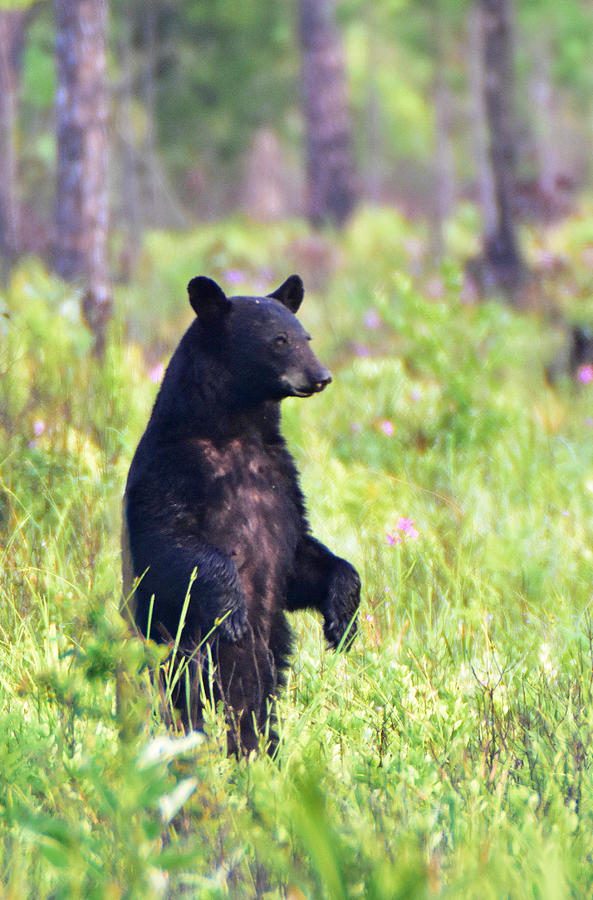 Swamp Bear Photograph by Ed Stokes