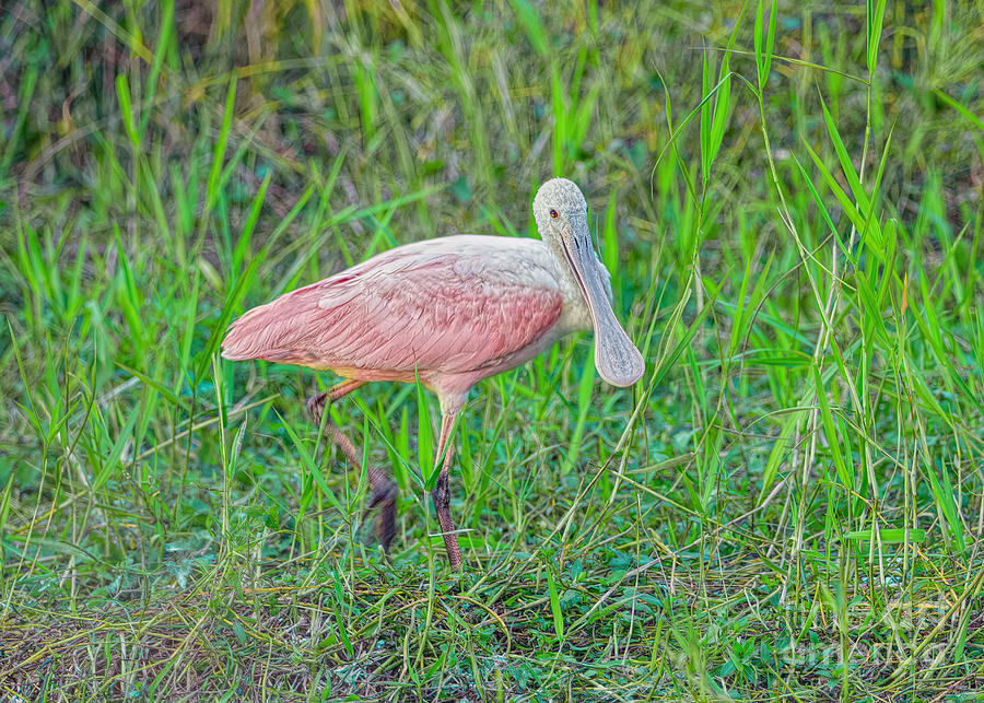 Bird Photograph - Swamp Beauty by Judy Kay