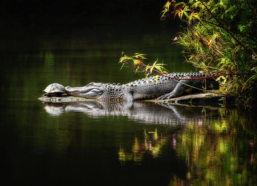 Swamp Buddies Photograph by Carolyn Derstine