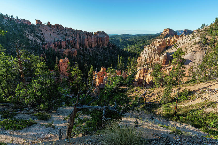 Swamp Canyon in Bryce Photograph by Ron Long Ltd Photography