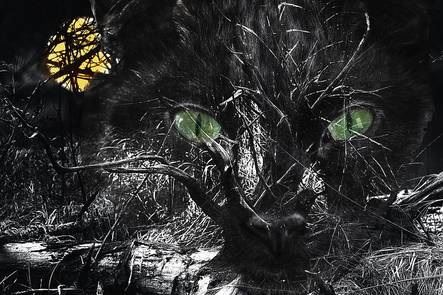 Swamp Cat Digital Art by Sue Capuano