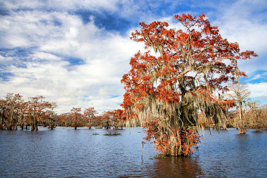 Swamp colors Photograph by Andy Crawford