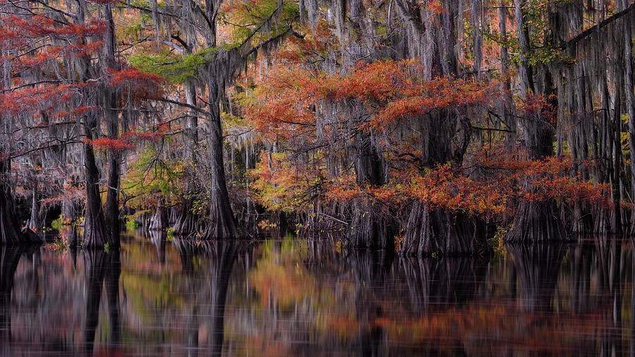 Swamp Colors Photograph by Thorsten Scheuermann - Fine Art America