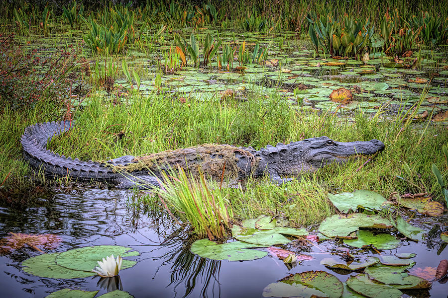 Swamp Creature Photograph by Karen Sirnick