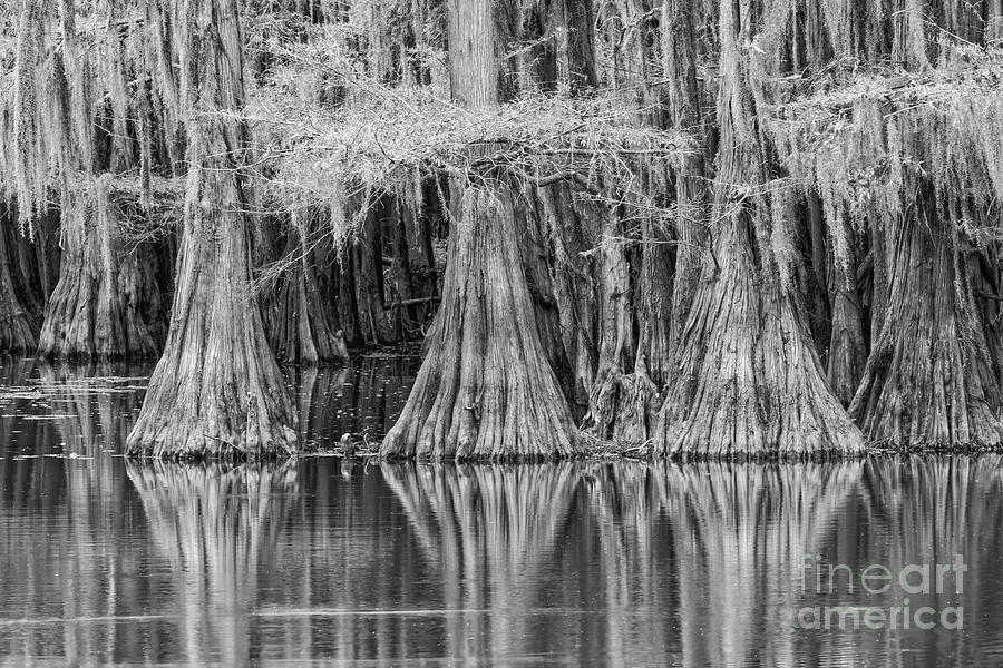 Black And White Photograph - Swamp Cypress Reflections BW by Bee Creek Photography - Tod and Cynthia