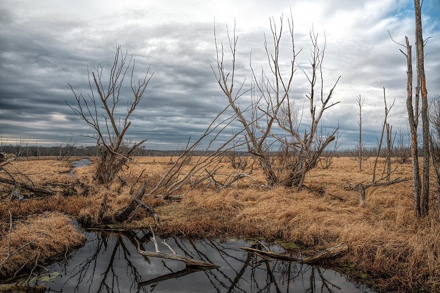 Swamp Field Photograph by Martina Abreu