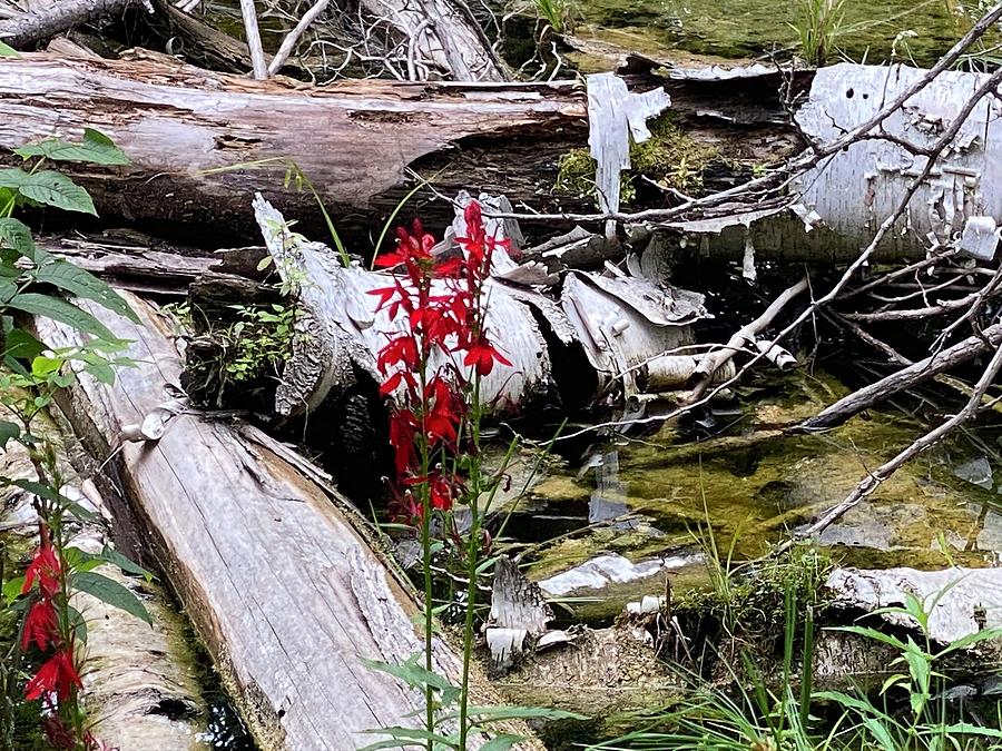 Swamp flowers Photograph by Lisa Thorne - Fine Art America