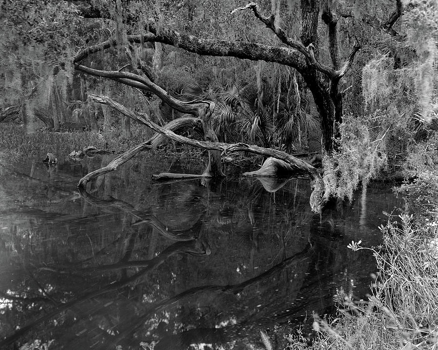 Swamp, Ft. George Island, Florida, 2004 Photograph by John Simmons