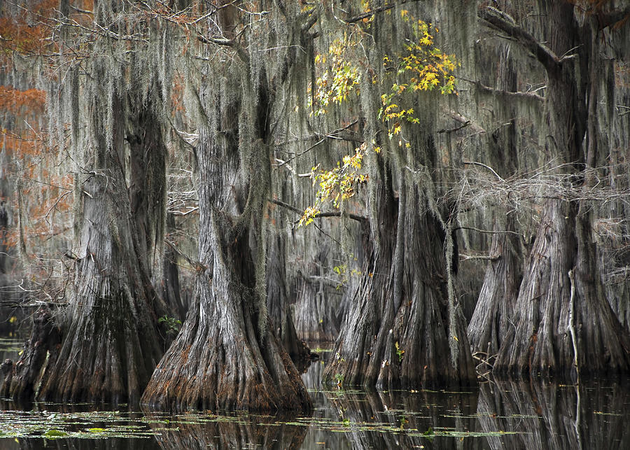 Swamp Ghosts Photograph