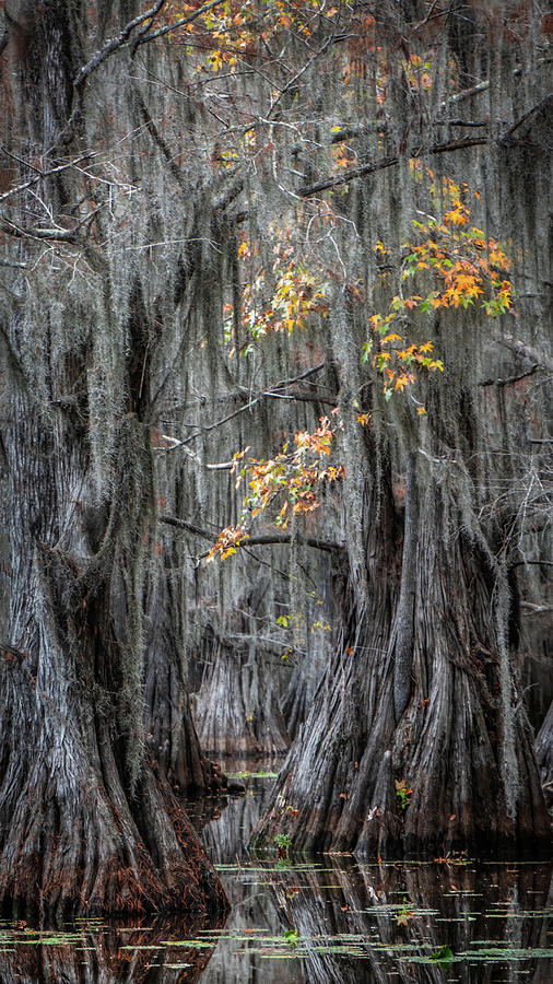 Swamp Ghosts Vertical  Photograph by Harriet Feagin
