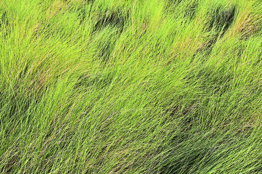 swamp-grass-photograph-by-allen-beatty-pixels