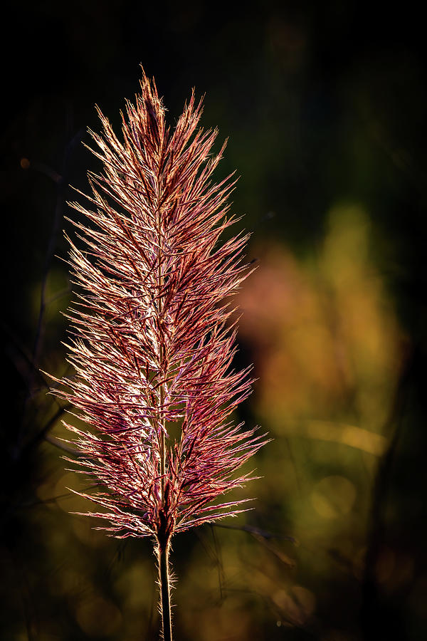 Swamp Grass Photograph by Charles Hite