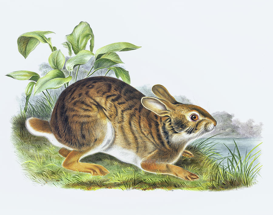 John James Audubon Drawing - Swamp Hare  by John Woodhouse Audubon