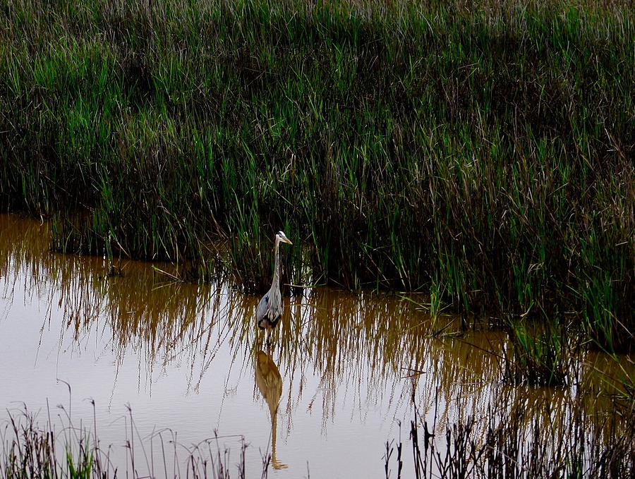 Swamp Heron Photograph by Joseph Thaler Biology Diagrams