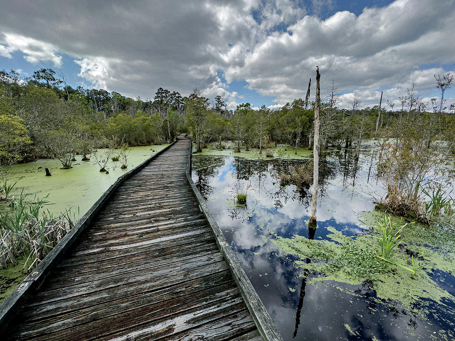 Swamp Hike Photograph