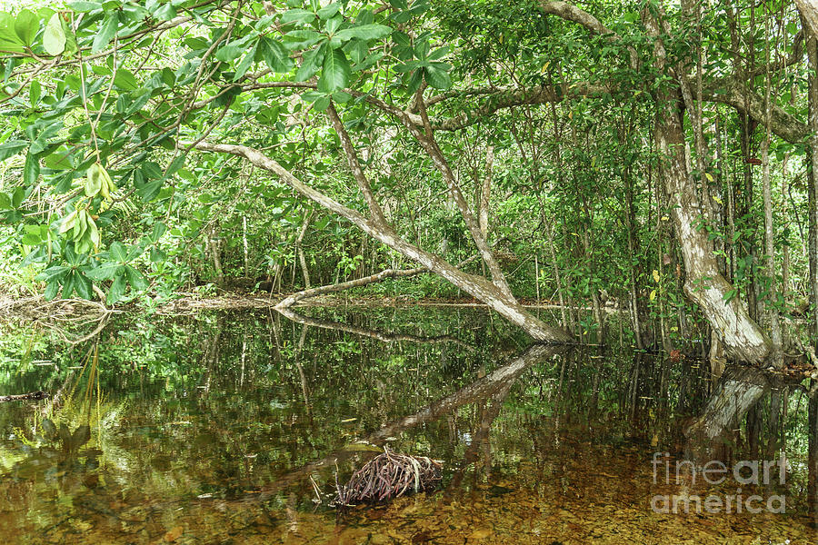 Swamp in Costa Rica jungle Photograph by Didier Marti