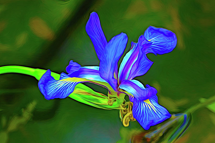 Swamp Iris Expressing Itself Photograph by Jerry Griffin