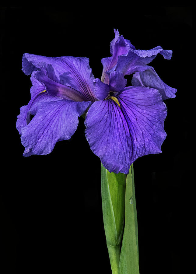 Swamp Iris Photograph By Roman Kurywczak - Fine Art America