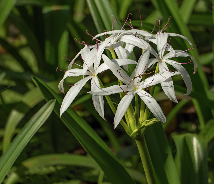 Swamp Lily at Lettuce Lake by Margaret Zabor Swamp Lily at Lettuce Lake by Margaret Zabor