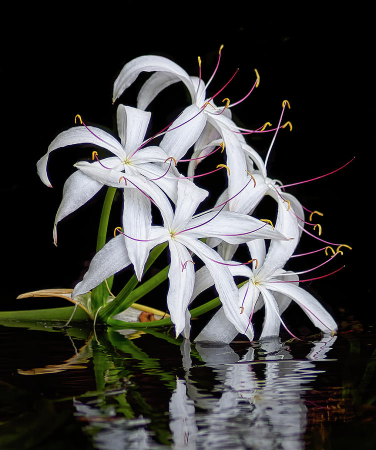 Swamp Lily Photograph by Bill Chambers