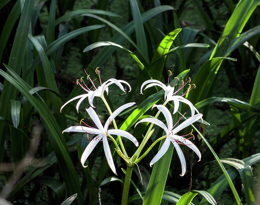 Swamp Lily Photograph