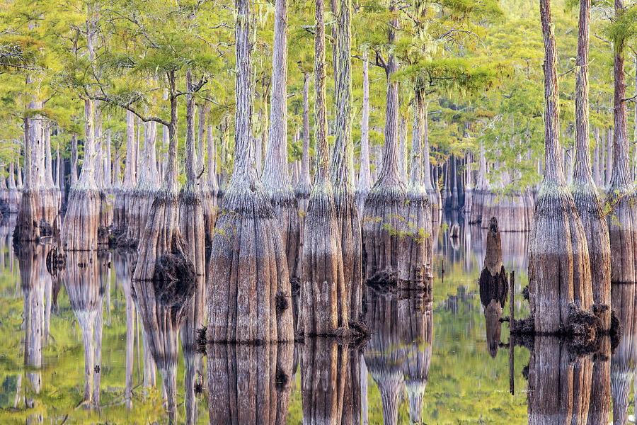 Swamp Mirror Photograph by Stefan Mazzola