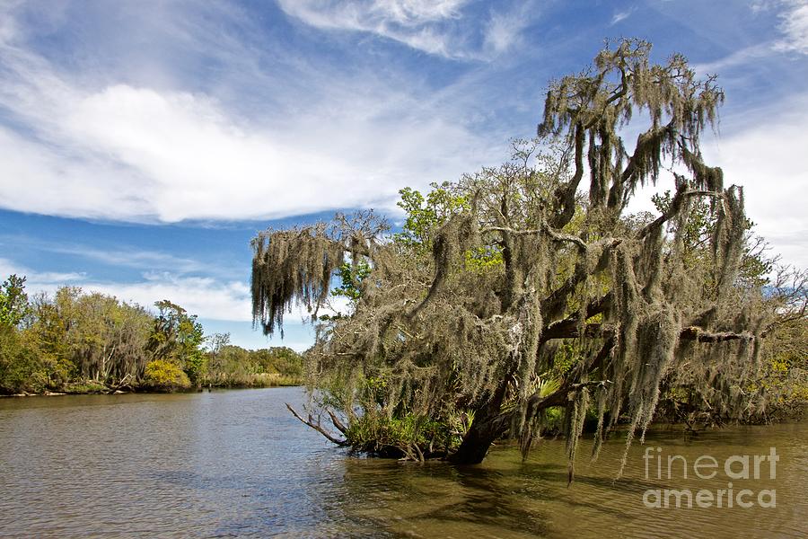 Swamp Moss Photograph by Linda Bianic
