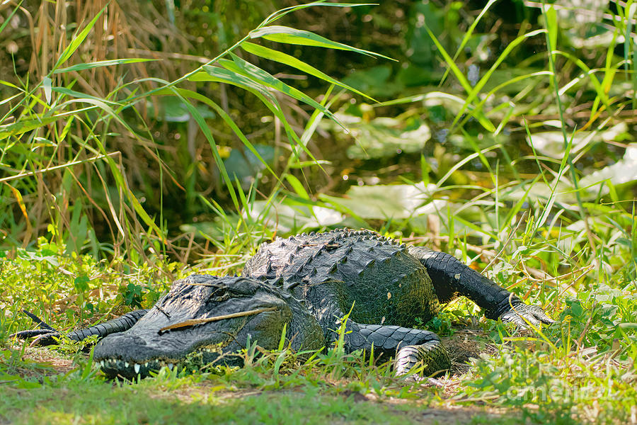 Swamp Nap Photograph by Judy Kay