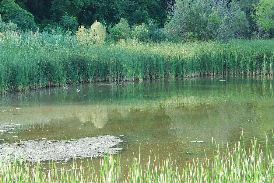 Swamp Perspective Photograph