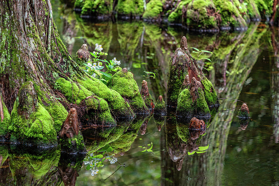 Swamp Reflections Photograph by Jim Miller