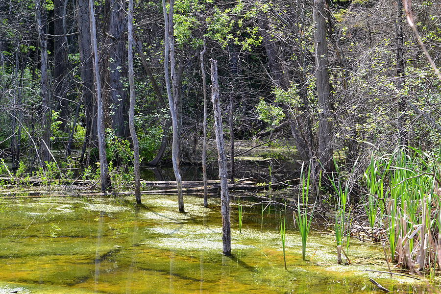 Swamp Photograph