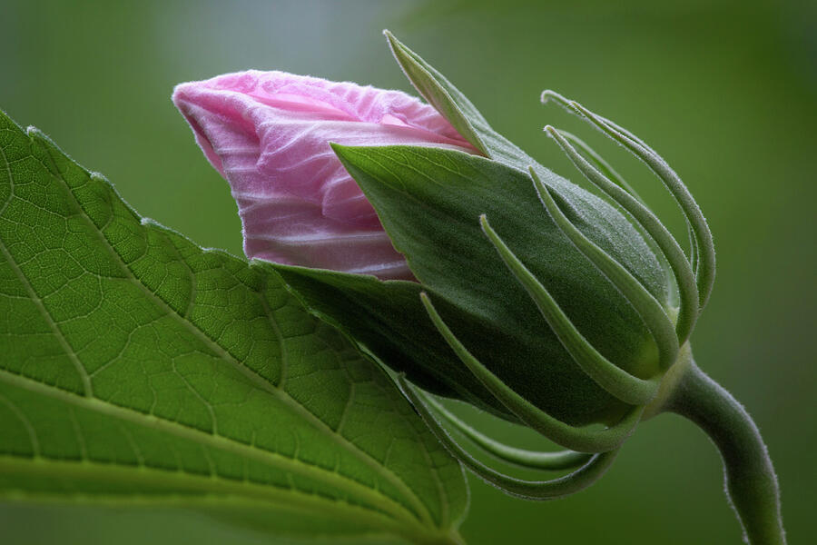 Swamp Rose Mallow Bud Photograph by Dale Kincaid