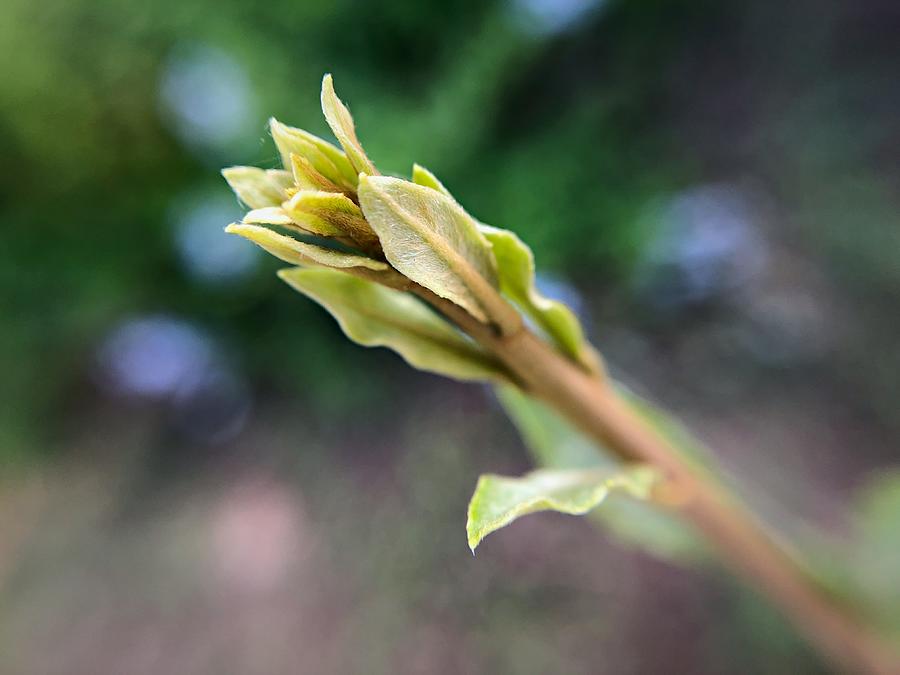 Rose Milkweed Closeup Photograph by Jori Reijonen
