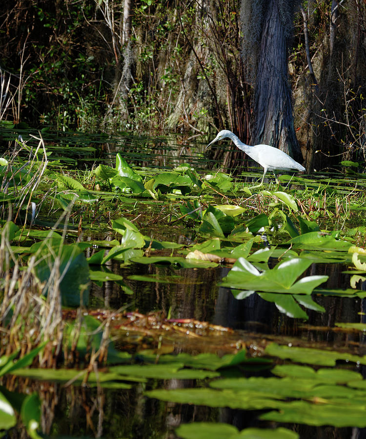 Swamp Scene and Immature Heron Photograph by Sally Weigand | Fine Art ...