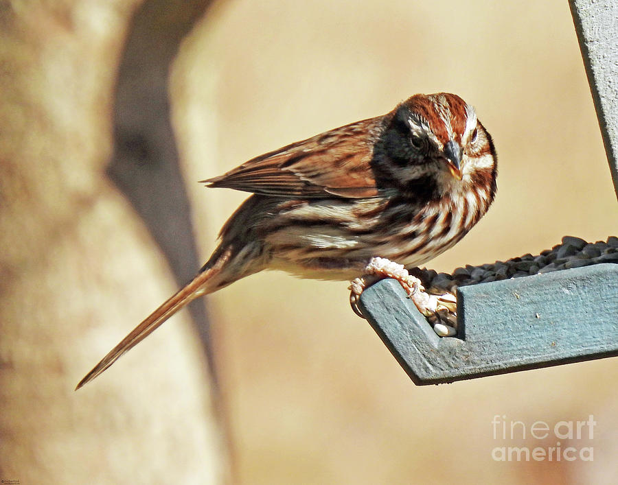 Swamp Sparrow 12 Photograph by Lizi Beard-Ward