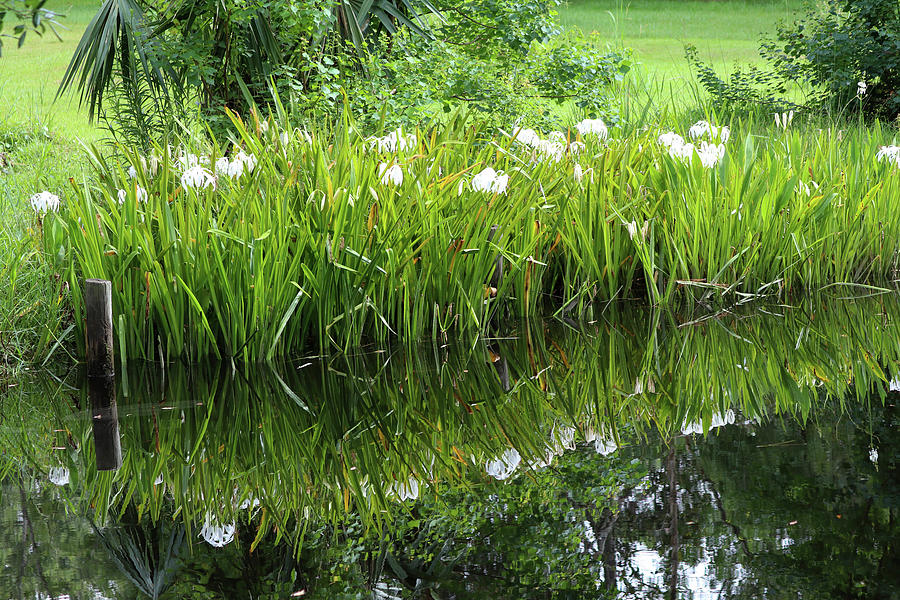 Swamp Spider Lilies  Photograph by Mary Anne Delgado