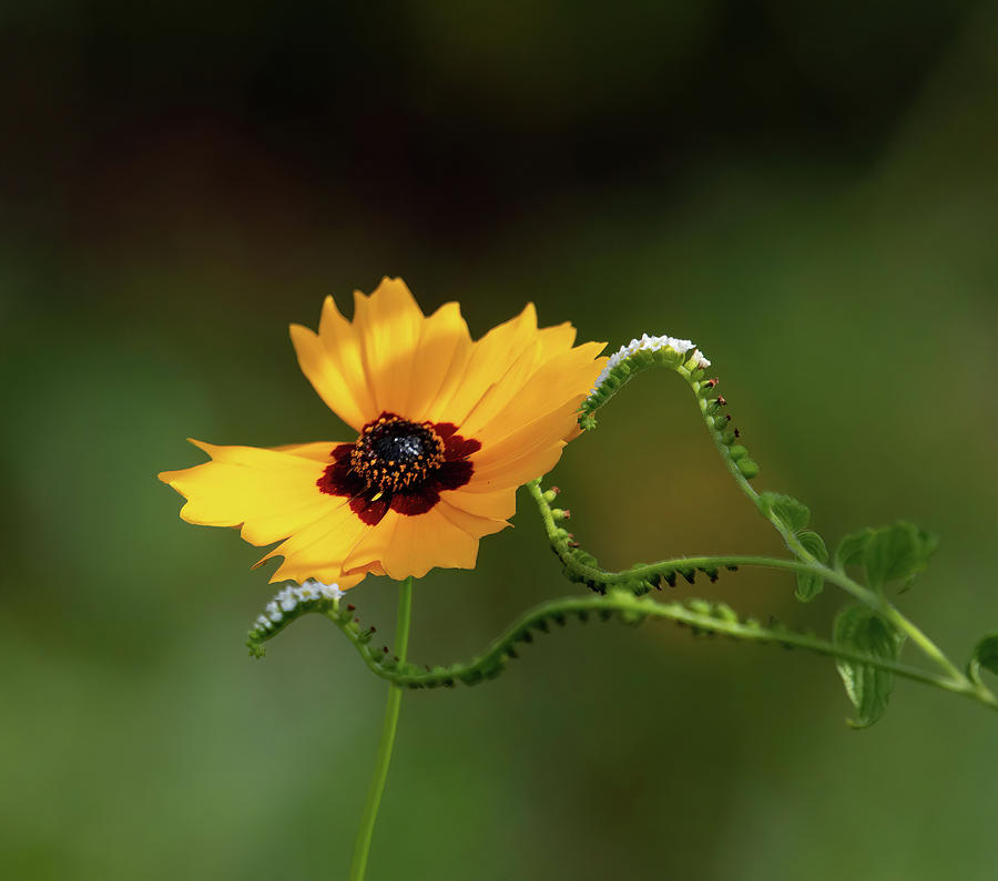 Swamp Sunflower Photograph by Rebecca Herranen