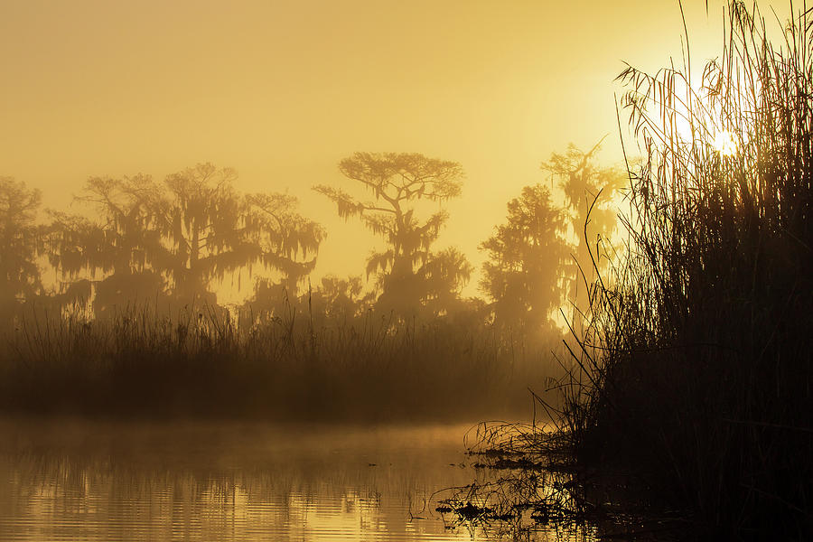 Swamp Sunrise Photograph by Stefan Mazzola