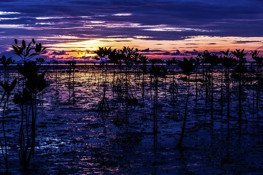 Swamp Sunset Photograph by Josu Ozkaritz