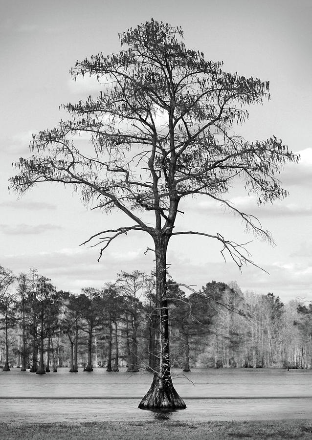 Swamp Tree Photograph by Mike McGlothlen