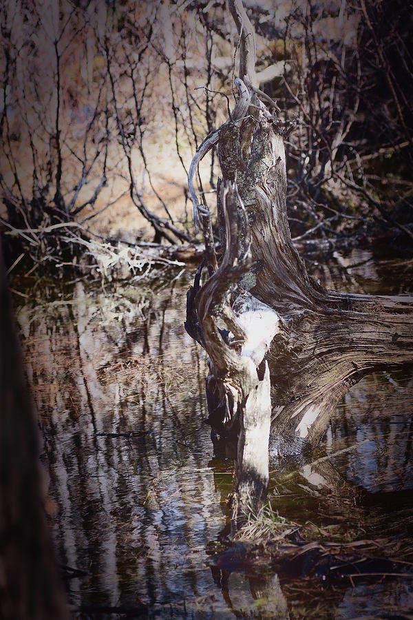 Swamp Tree Digital Art by Sue Capuano