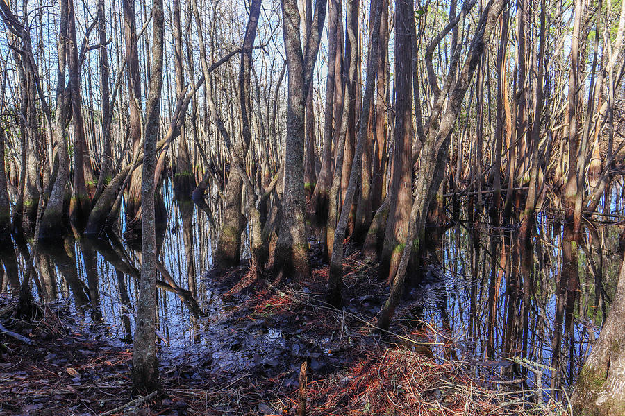 Swamp Tree Tangles Photograph by Ed Williams