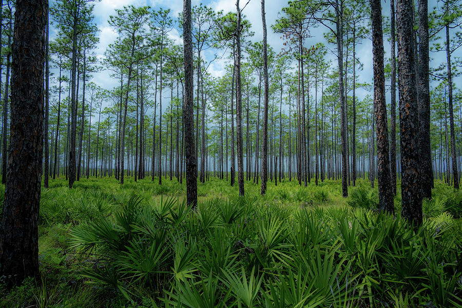Swamp Trees Photograph by James L Bartlett