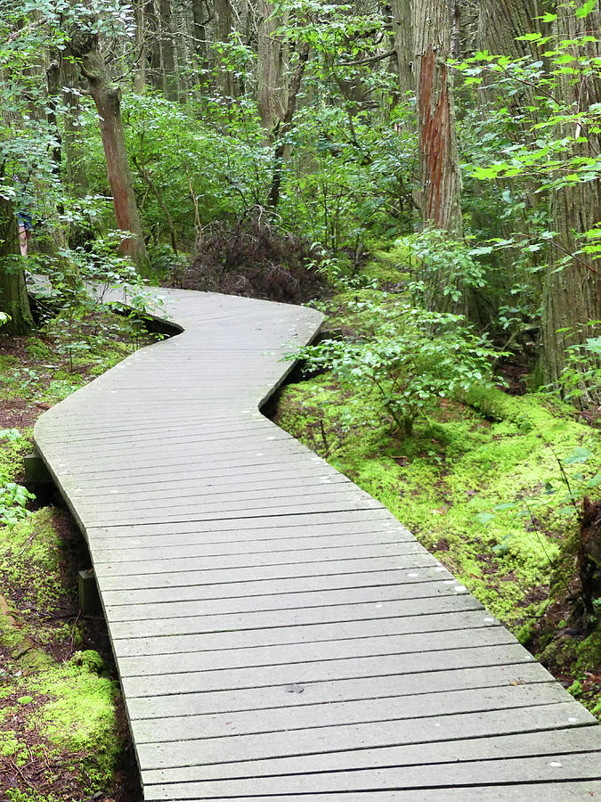 Swamp Twisting Boardwalk 2 Photograph by Sharon Williams Eng