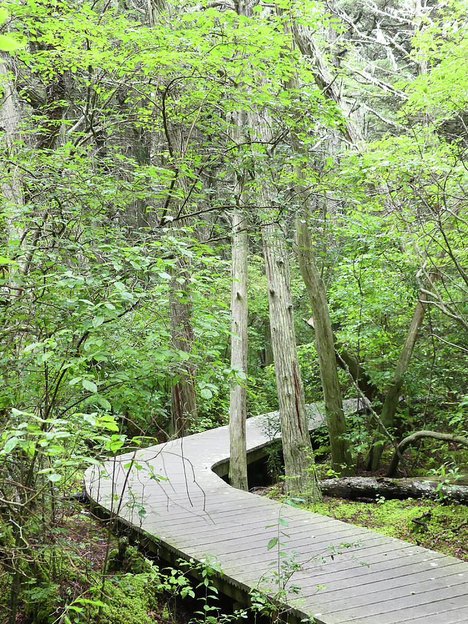 Swamp Twisting Boardwalk 3 Photograph by Sharon Williams Eng