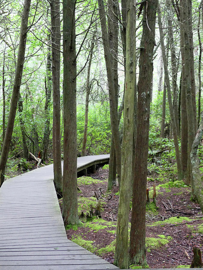 Swamp Twisting Boardwalk 4 Photograph by Sharon Williams Eng