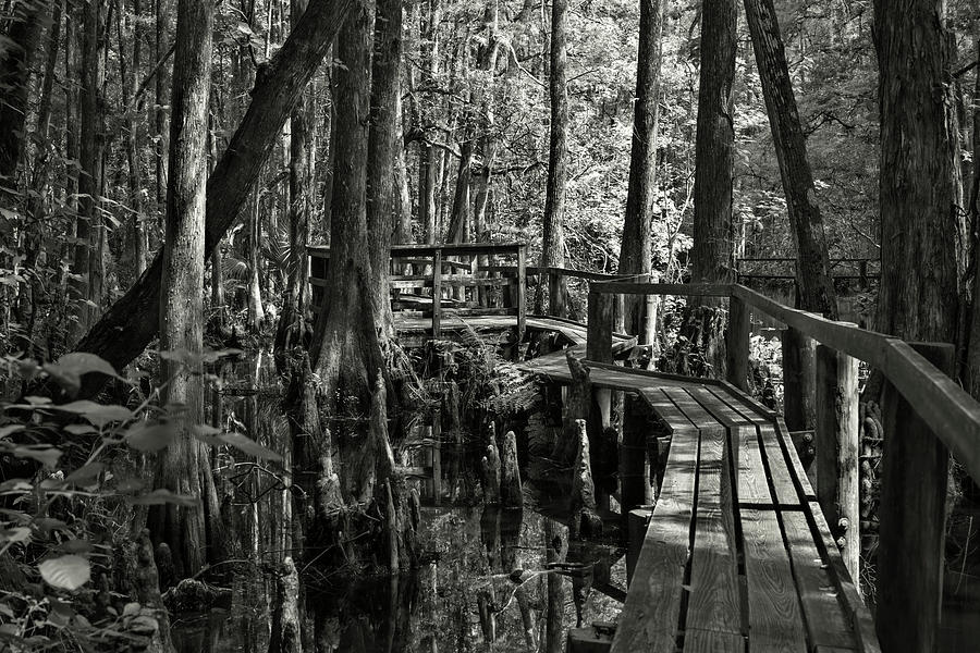 Swamp Walkway Photograph by Carolyn Hutchins