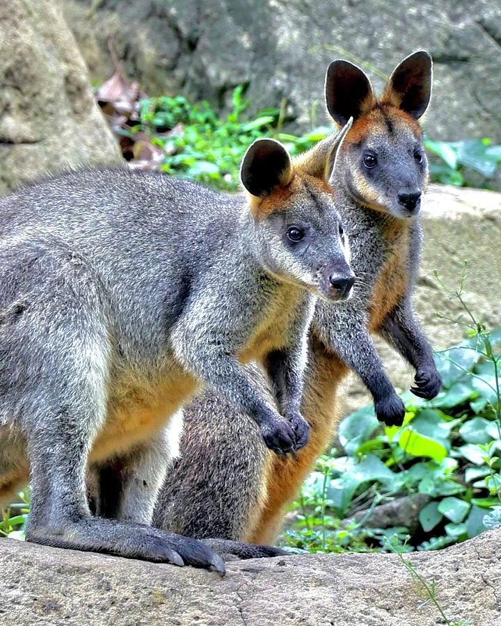 Swamp Wallabies Photograph by Sarah Lilja Swamp Wallabies Photograph by Sarah Lilja