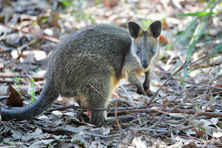 Swamp Wallaby Photograph by Nicholas Blackwell