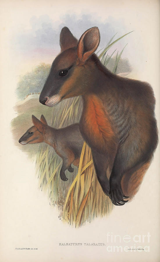 Swamp Wallaby Wallabia Bicolor C5 Drawing By Historic Illustrations